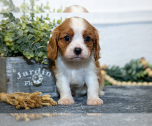 Cavalier King Charles Spaniel Litter for sale in GOSHEN, IN, USA