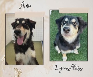 Siberian Husky-Unknown Mix Dogs for adoption in Woodbury, NY, USA