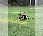 Small #3 German Shepherd Dog Mix