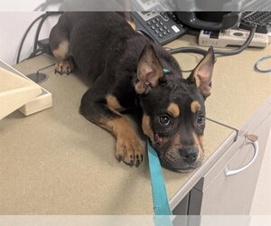 French Bulldog-German Shepherd Dog Mix Dogs for adoption in Corona, CA, USA