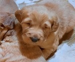 Small Photo #19 Golden Retriever Puppy For Sale in DULUTH, MN, USA