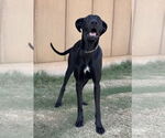 Small #1 Great Dane