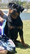 Small Photo #5 Rottweiler Puppy For Sale in BEVERLY HILLS, CA, USA