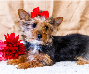 Yorkshire Terrier Puppy for sale in WAKARUSA, IN, USA