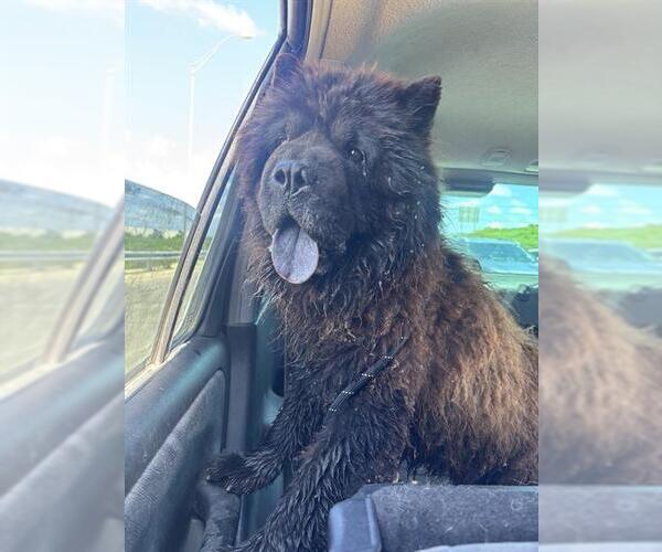 Medium Photo #1 Chow Chow Puppy For Sale in San Antonio, TX, USA