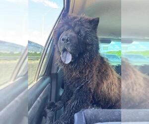 Chow Chow Dogs for adoption in San Antonio, TX, USA