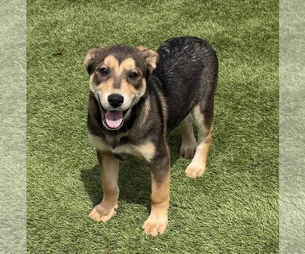 Medium Photo #2 Mutt Puppy For Sale in La Verne, CA, USA