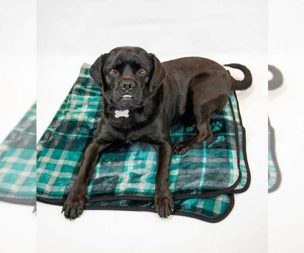 Medium Photo #2 Labrador Retriever-Pug Mix Puppy For Sale in Kennesaw, GA, USA