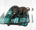 Small #1 Labrador Retriever-Pug Mix