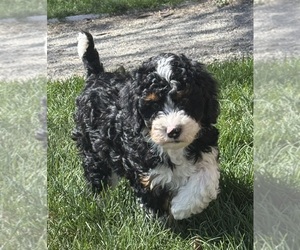 Miniature Bernedoodle Puppy for sale in LONGMONT, CO, USA