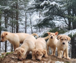 Labrador Retriever-Siberian Husky Mix Dog for Adoption in CHAFFEE, New York USA
