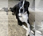 Small #2 Lab-Pointer