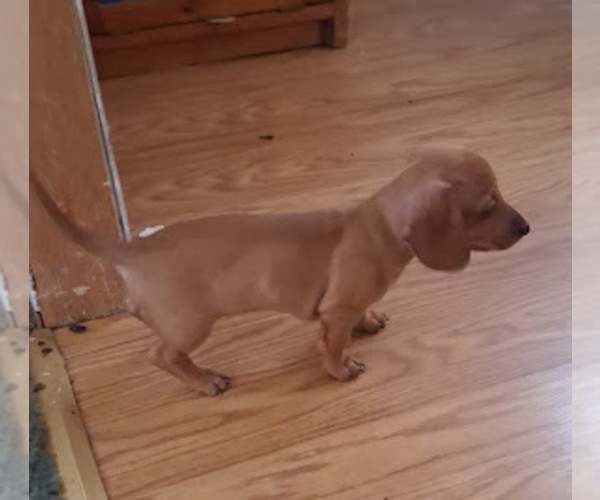 Medium Photo #1 Dachshund Puppy For Sale in PERRYVILLE, MO, USA
