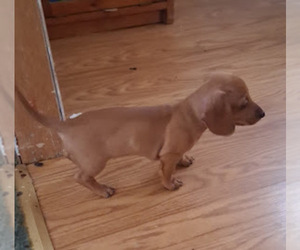 Dachshund Puppy for sale in PERRYVILLE, MO, USA