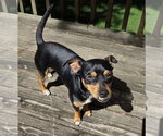 Small Mutt