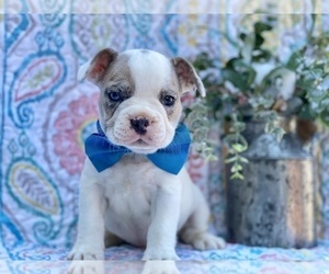 French Bulldog Puppy for sale in LANCASTER, PA, USA