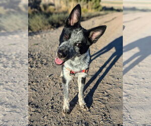 Mutt Dogs for adoption in Sandy, UT, USA