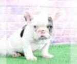 Small Photo #2 French Bulldog Puppy For Sale in BEL AIR, MD, USA