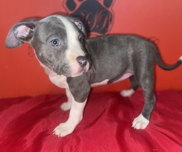 Medium Photo #2 American Pit Bull Terrier Puppy For Sale in TRENTON, NJ, USA