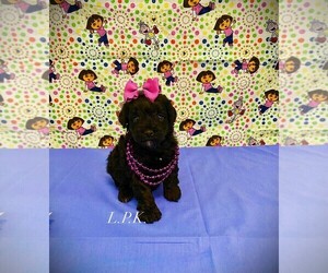Schnoodle (Miniature) Puppy for sale in WINNSBORO, LA, USA
