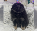 Small #4 Pomeranian