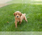 Small #2 Goldendoodle-Poodle (Miniature) Mix