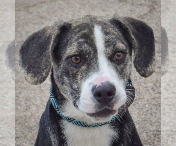 Medium Photo #2 Beagle-Catahoula Leopard Dog Mix Puppy For Sale in Huntley, IL, USA