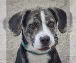 Small #1 Beagle-Catahoula Leopard Dog Mix