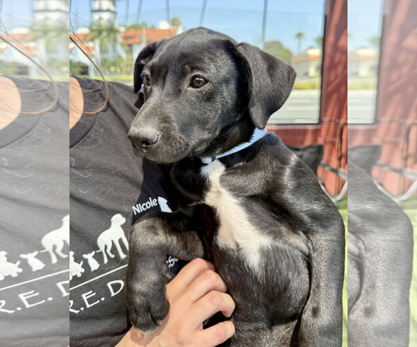 Medium Photo #4 American Pit Bull Terrier-Unknown Mix Puppy For Sale in Corona, CA, USA
