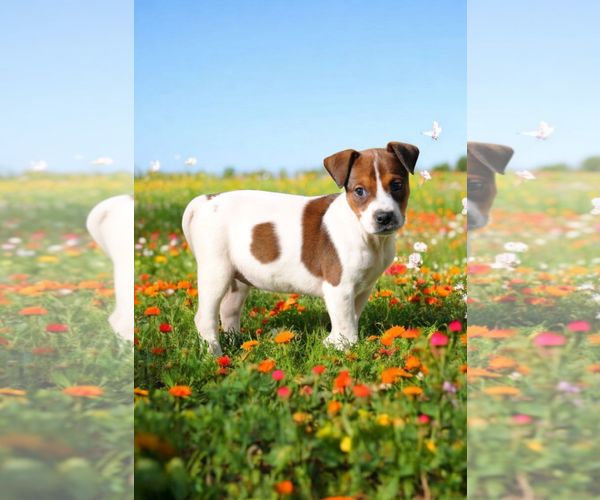 Medium Photo #4 Basenji-Rat Terrier Mix Puppy For Sale in McKinney, TX, USA