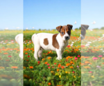 Small #3 Basenji-Rat Terrier Mix