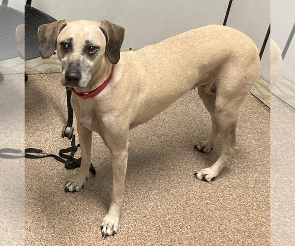 Medium Photo #12 Black Mouth Cur-Unknown Mix Puppy For Sale in Sanford, FL, USA
