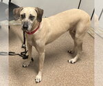 Small #11 Black Mouth Cur Mix