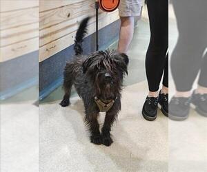 Mutt Dogs for adoption in Upland, CA, USA