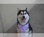 Small #1 Siberian Husky Mix