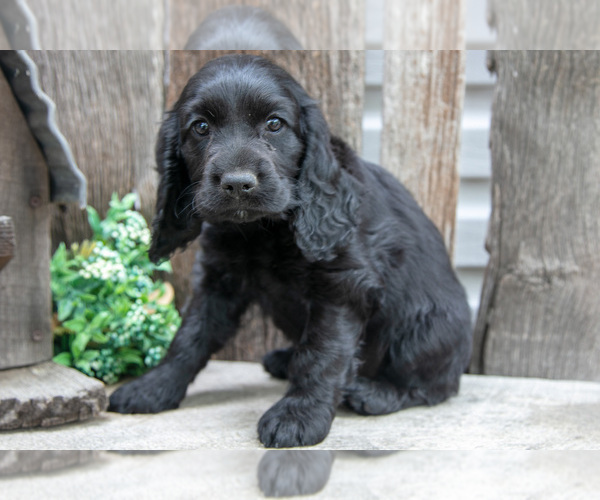 Medium Photo #3 Cocker Spaniel Puppy For Sale in SHREVE, OH, USA
