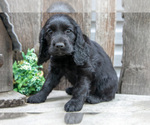 Small #2 Cocker Spaniel