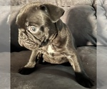 Small Photo #2 French Bulldog Puppy For Sale in CLARKS SUMMIT, PA, USA
