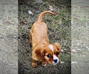 Cavalier King Charles Spaniel Puppy for sale in BROOKLYN PARK, MN, USA