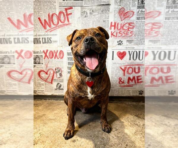 Medium Photo #9 American Staffordshire Terrier-Boxer Mix Puppy For Sale in Brewster, NY, USA