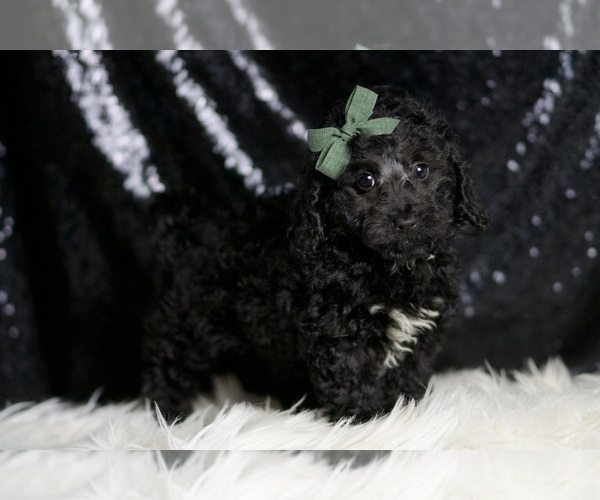 Medium Photo #2 Poodle (Miniature) Puppy For Sale in WARSAW, IN, USA