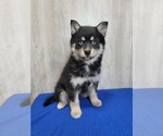 Small Photo #11 Pomsky Puppy For Sale in BELLEVUE, IA, USA