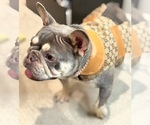 Small French Bulldog