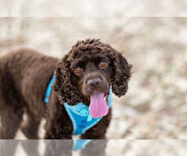 Medium Photo #5 Cocker Spaniel Puppy For Sale in Sherman Oaks, CA, USA