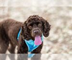 Small #4 Cocker Spaniel
