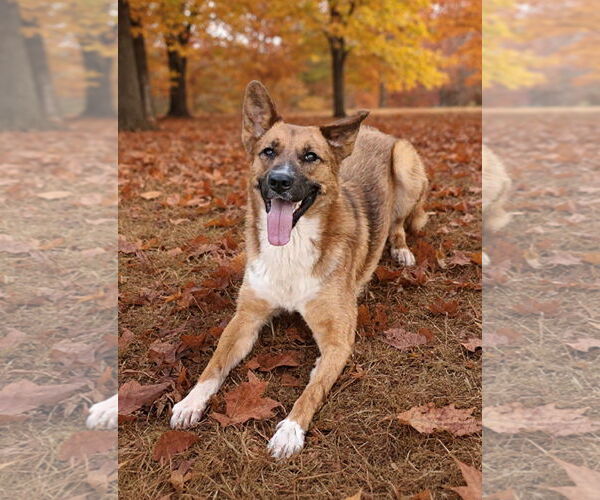 Medium Photo #7 Mutt Puppy For Sale in Talladega, AL, USA