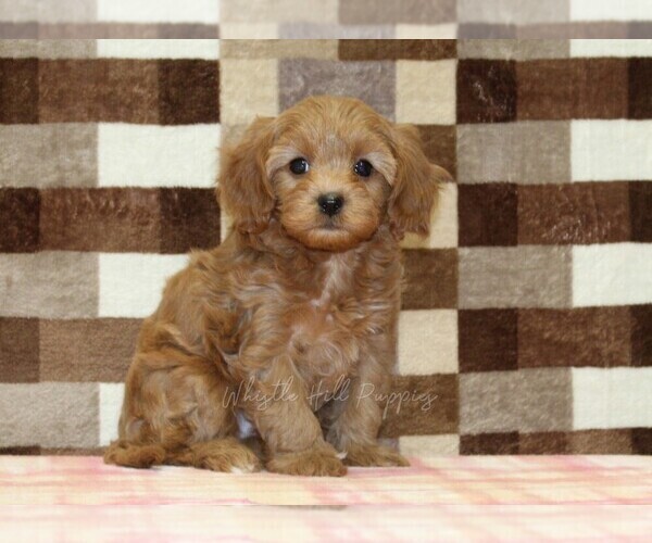 Medium Photo #4 Cavapoo (Miniature) Puppy For Sale in DENVER, PA, USA