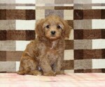 Small #3 Cavapoo (Miniature)