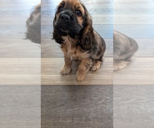 Cocker Spaniel Puppy for sale in HILTON, NY, USA