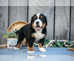 Small Photo #2 Bernese Mountain Dog Puppy For Sale in SHREVE, OH, USA